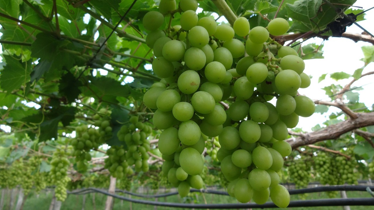 2020/21 Global Table Grape Exports Expected To Hit Record High